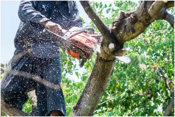 tree services Aumsville